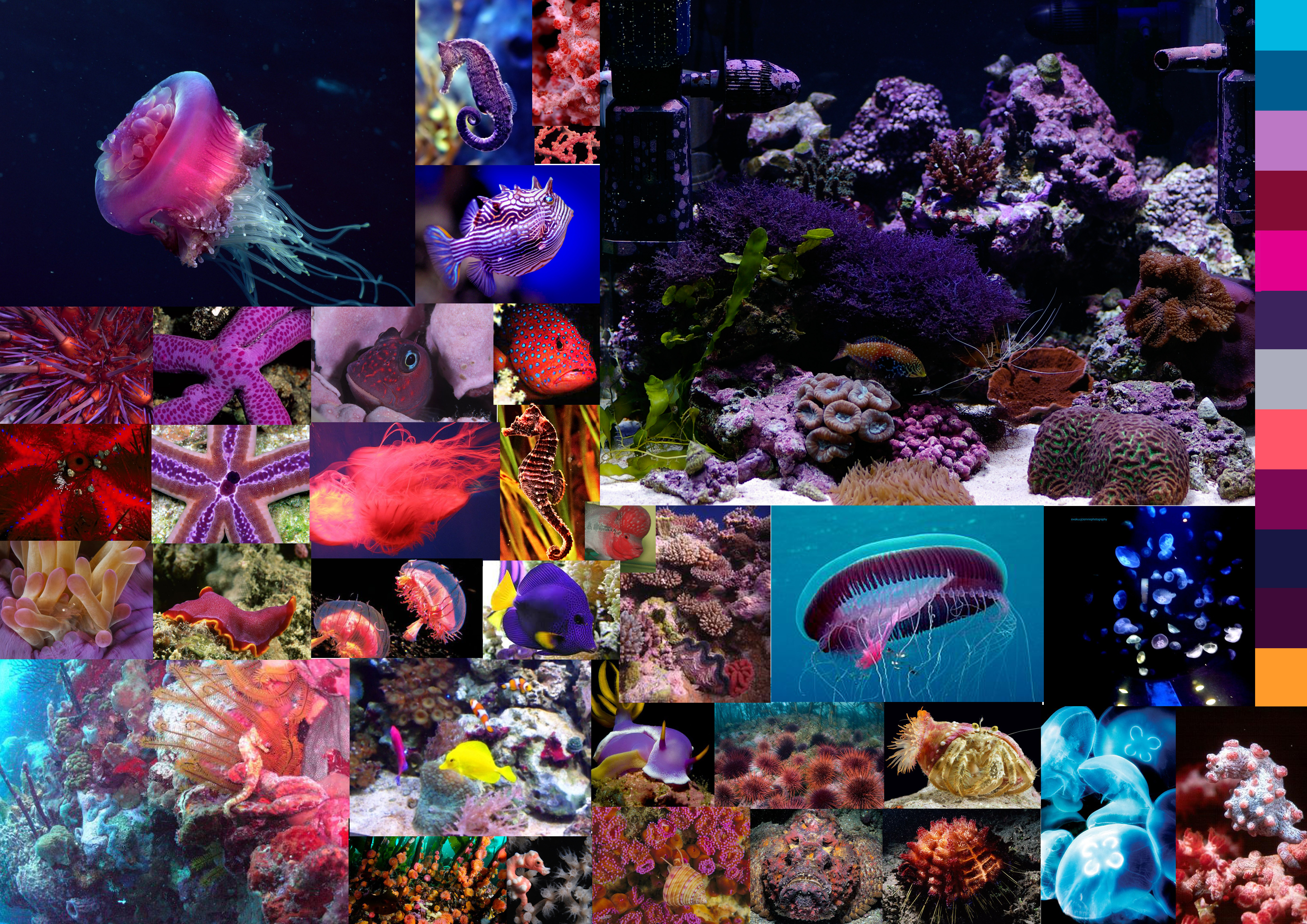 moodmord świata podwodnego do printu rafa koralowa NAWROTANKA